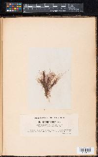 Ceramium deslongchampsii var. hooperi image
