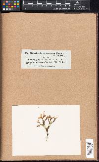 Lithophyllum pustulatum image