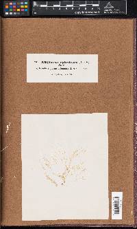 Amphiroa ephedraea image