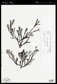 Silvetia babingtonii image