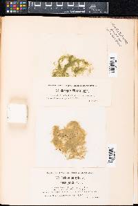 Microspora willeana image