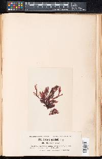 Delesseria quercifolia var. linearis image
