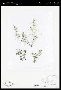 Chara foliolosa f. tenuifolia image