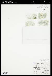 Chlorella variegata image