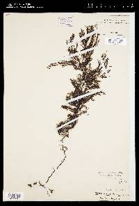 Sargassum trichophyllum image