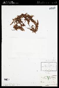 Sargassum filipendula image