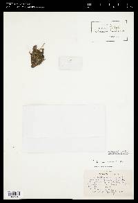 Navicula gracilis image