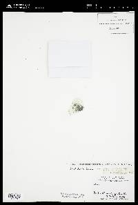 Fragilaria capucina var. mesolepta image