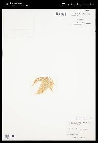 Wrangelia plumosa image