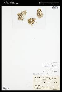 Chara gymnophylla image