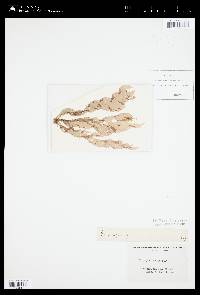Porphyra vulgaris image