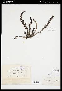 Sargassum agardhianum image