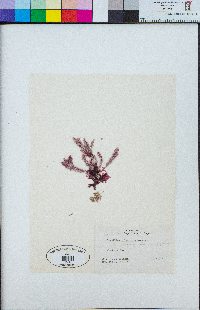 Corallina polysticha image