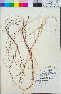Gracilariopsis andersonii image