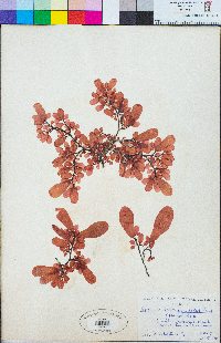 Botryocladia pseudodichotoma image
