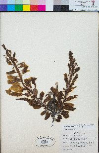 Egregia menziesii image