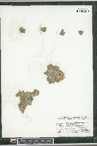 Image of Dictyosphaeria versluysii