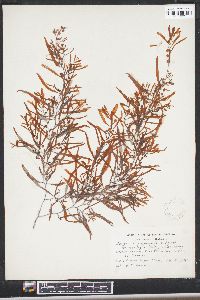 Sargassum filipendula var. montagnei image