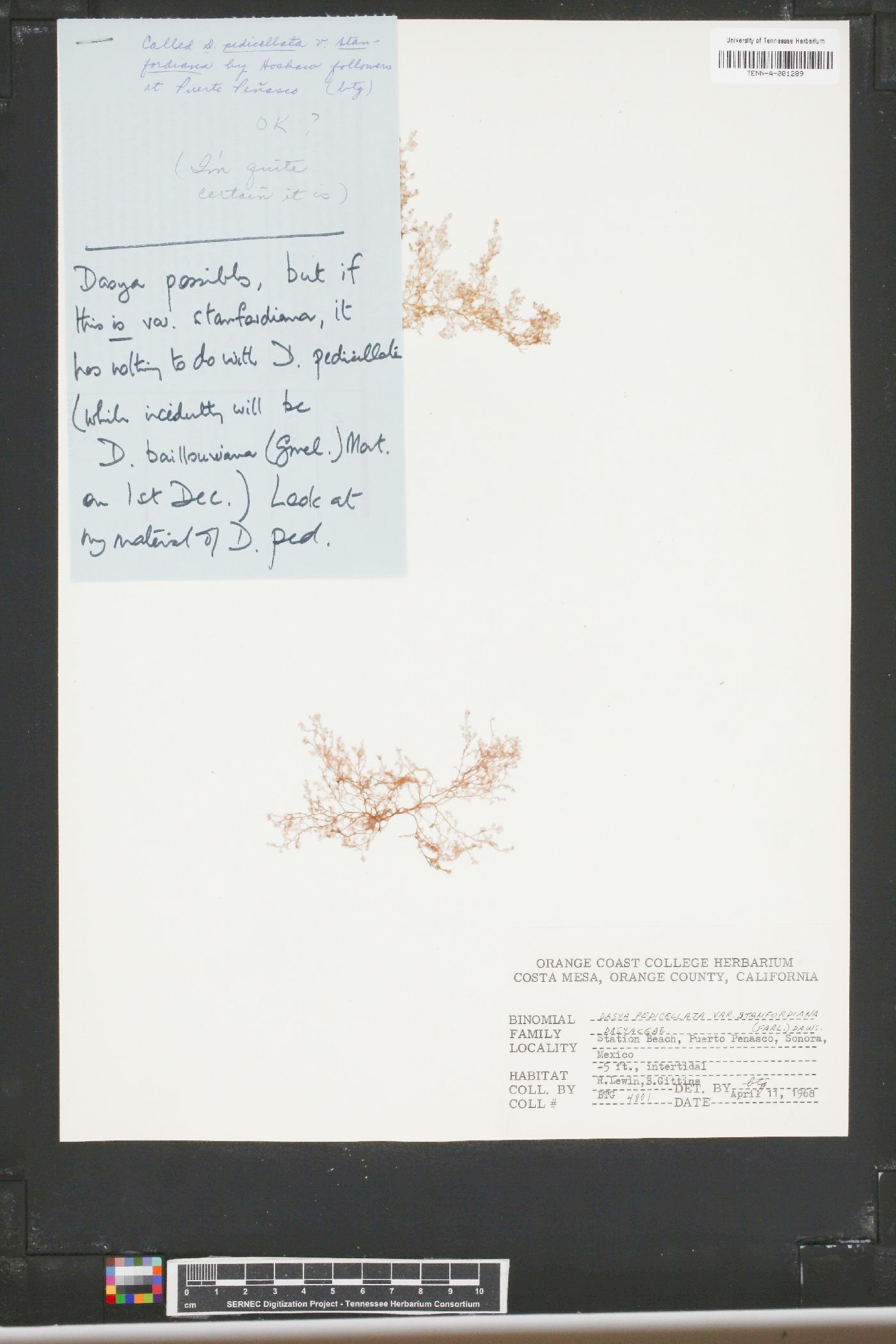 Dasya pedicellata var. stanfordiana image