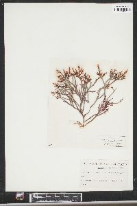 Osmundea spectabilis var. diegoensis image