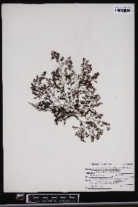 Pterosiphonia woodii image