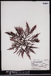 Neoptilota densa image