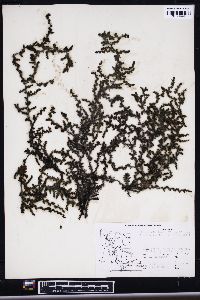 Neorhodomela larix image