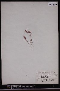 Image of Sarcotrichia dolichocystidea
