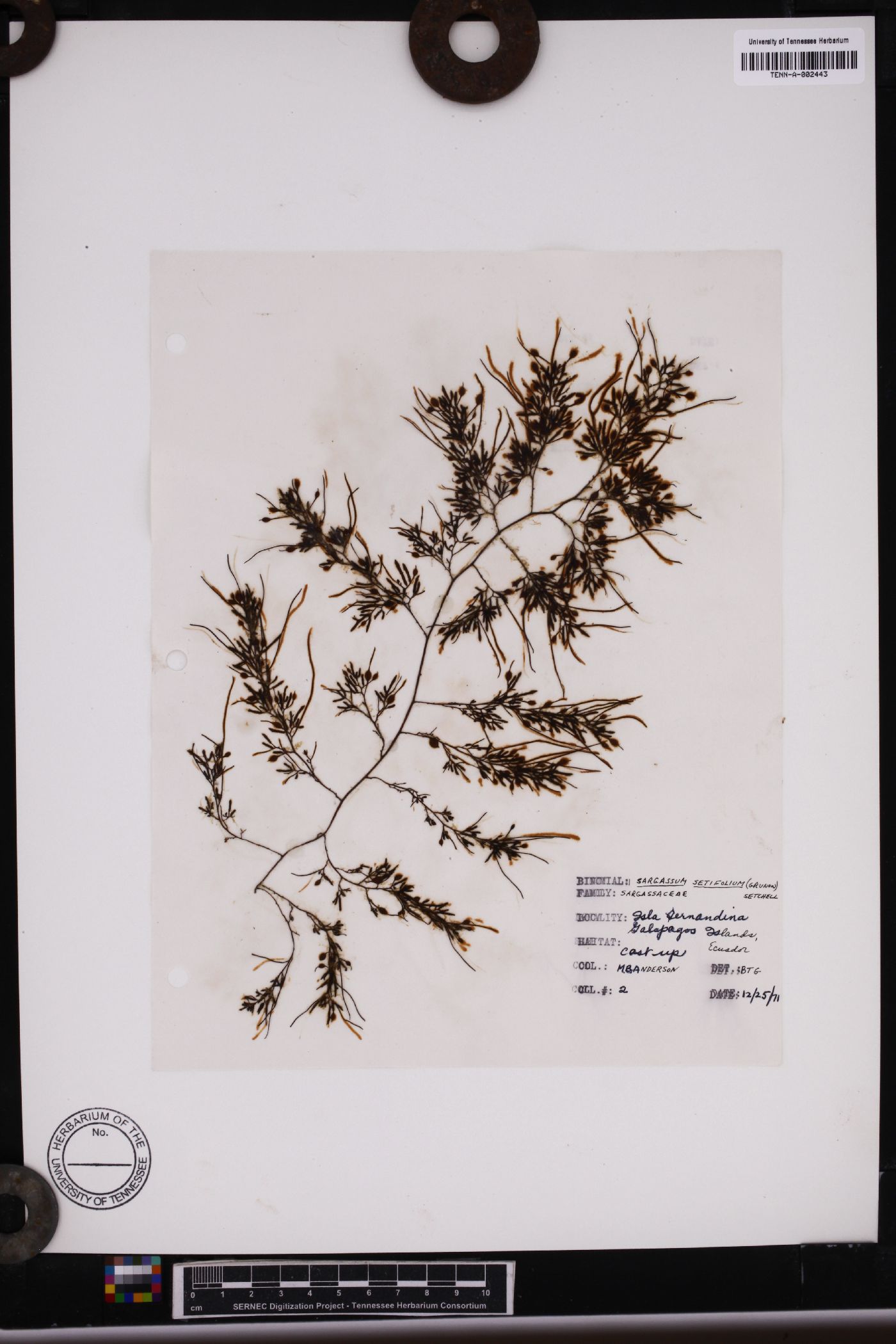 Sargassum setifolium image