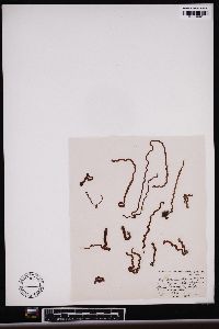 Nemalion helminthoides image