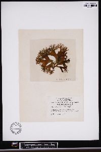 Chondrus ocellatus image