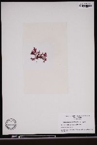 Apoglossum ruscifolium image