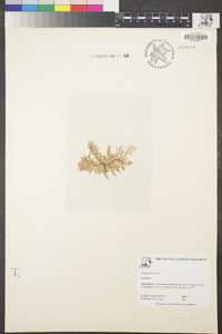 Dasyptilon ptilota image