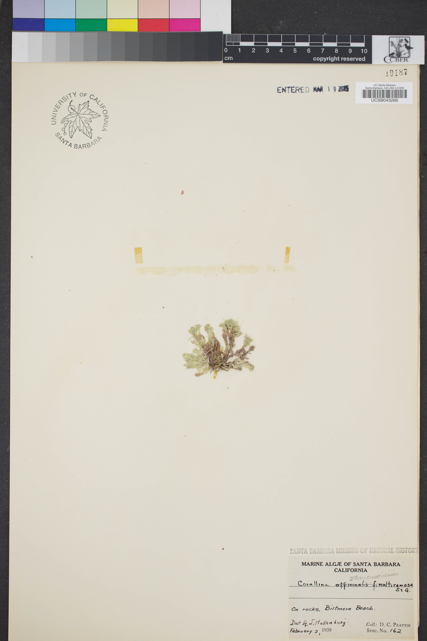 Halimedaceae image
