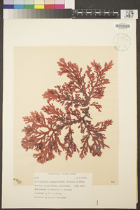 Callophyllis marginifructa image