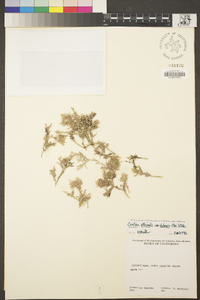 Corallina officinalis var. chilensis image