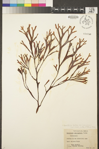 Gracilaria textorii var. cunninghamii image