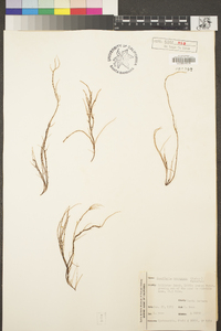 Gracilaria verrucosa image