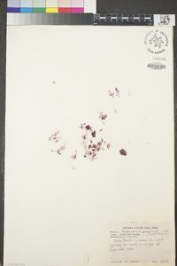 Rhodochorton purpureum image