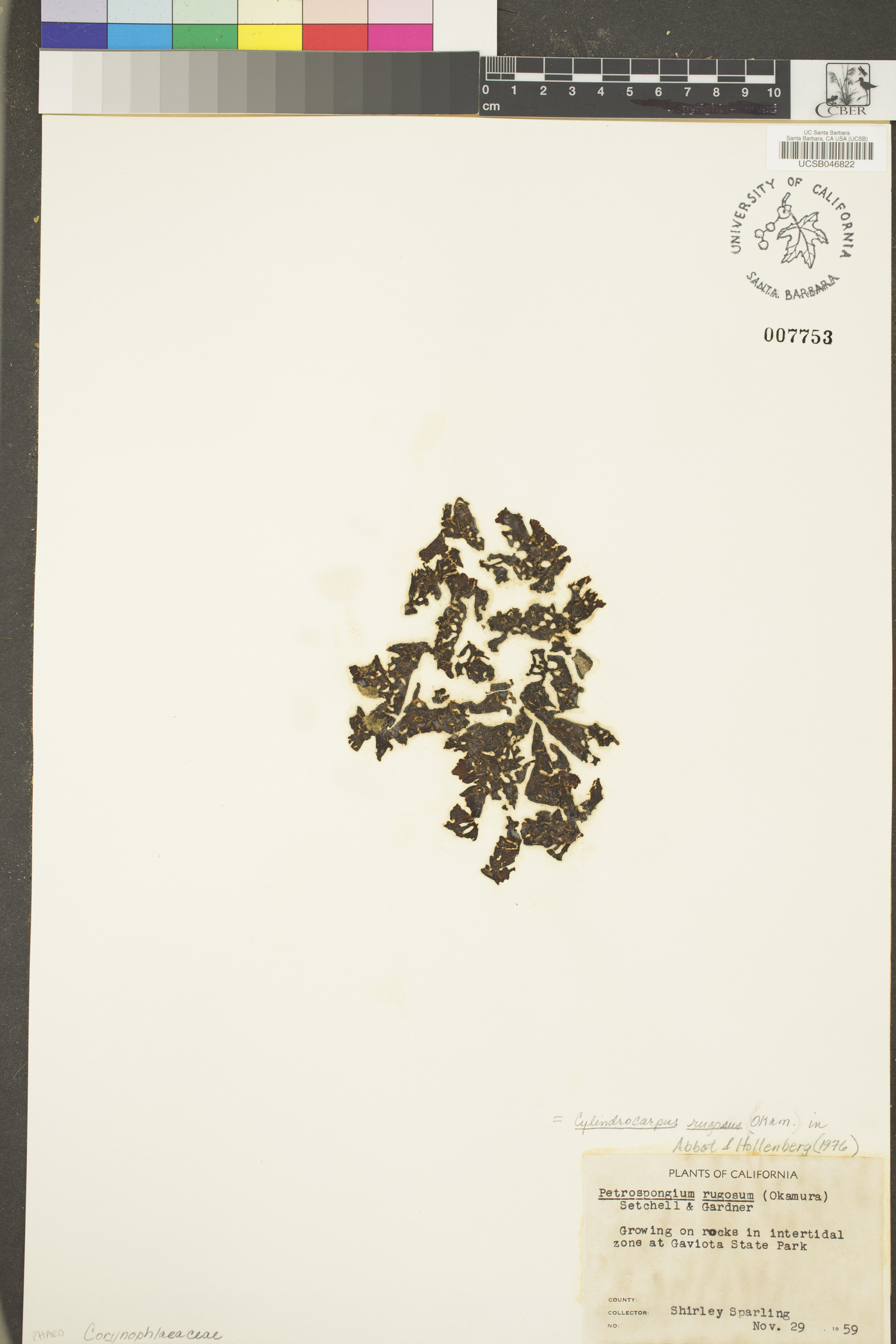 Petrospongium rugosum image