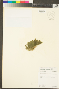 Cladophora graminea image