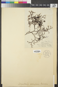 Image of Gigartina acicularis
