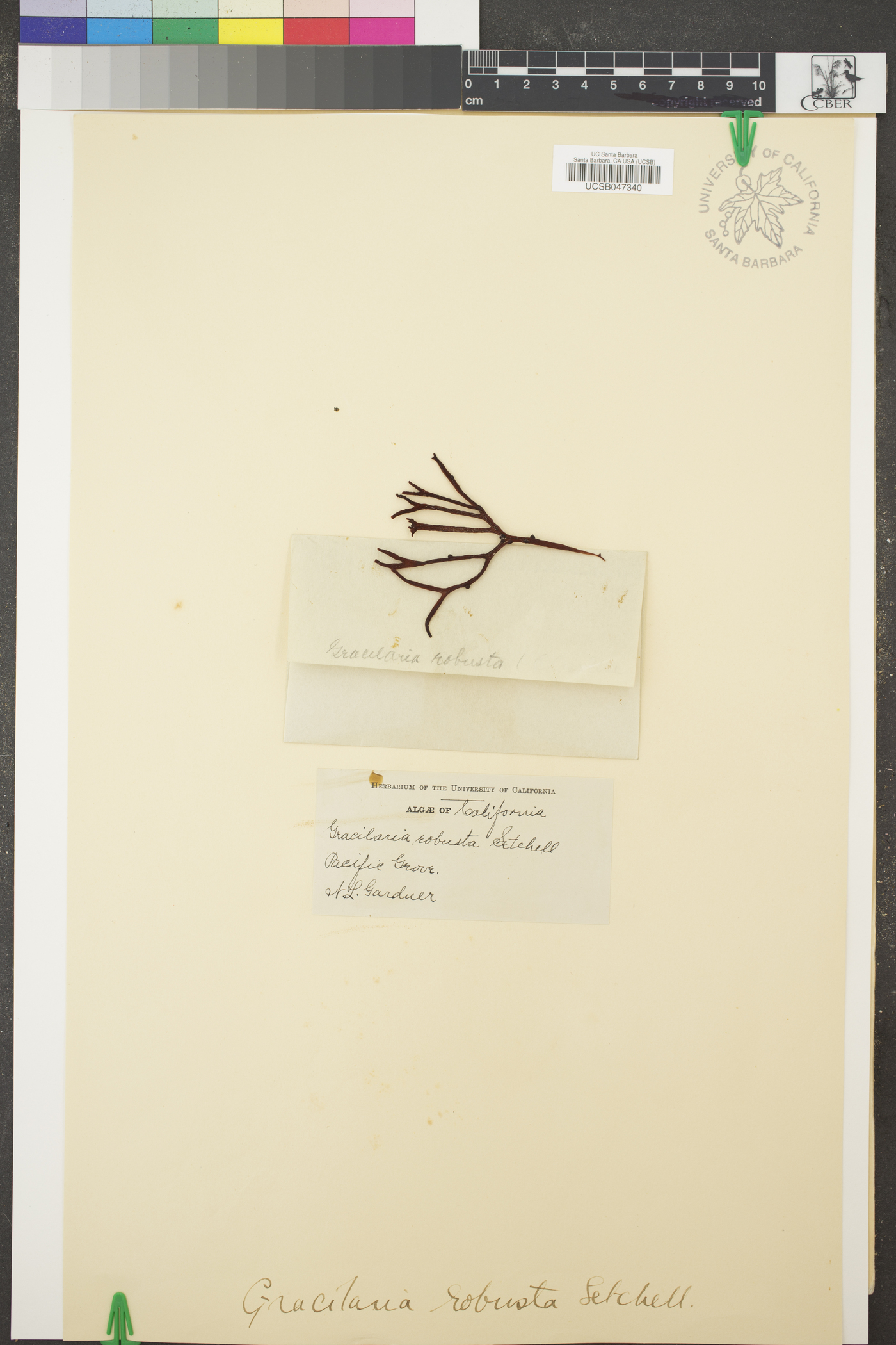 Gracilaria robusta image