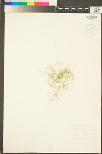 Chaetomorpha spiralis image