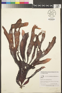 Chondracanthus spinosus image