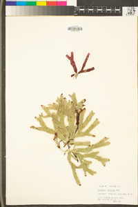 Ozophora latifolia image