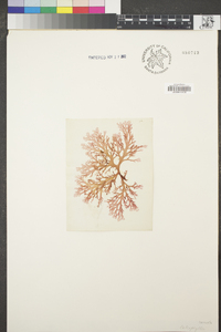 Callophyllis laciniata image