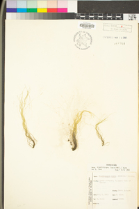 Chaetomorpha linum image