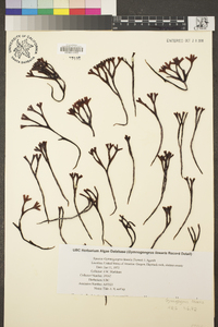 Ahnfeltiopsis linearis image