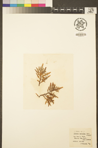 Osmundea spectabilis image